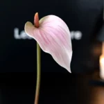 Artificial Anthurium Stem 2