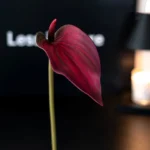 Artificial Anthurium Stem 3