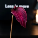 Artificial Anthurium Stem 4