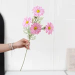 Artificial Cosmos Stem 4