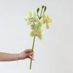 Artificial Cymbidium Orchid Stem 4