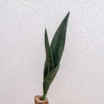 Artificial Snake Plant Leaves 3