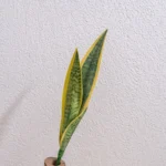 Artificial Snake Plant Leaves 2