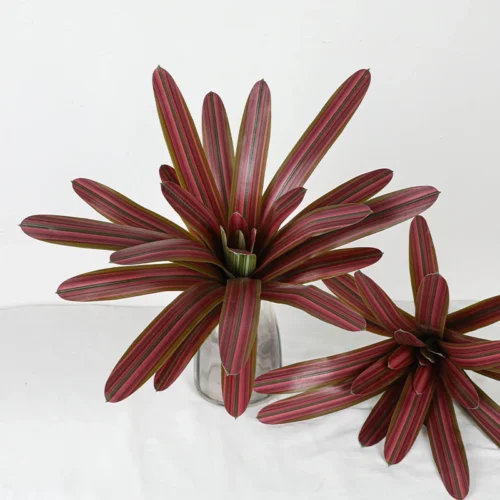 Burgundy, two together artificial bromeliad rosette of long strap leaves opening from one tight centre, arranged in a vase