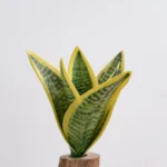 Artificial Snake Plant Pick 1