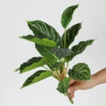 Artificial Tropical Leaf Bush 6