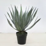 Potted Artificial Agave 5