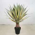 Potted Artificial Agave 2
