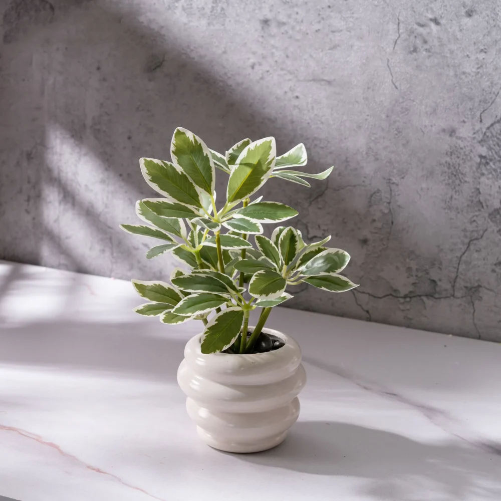 Cream edged schefflera small potted artificial plant finished in a glazed ceramic pot