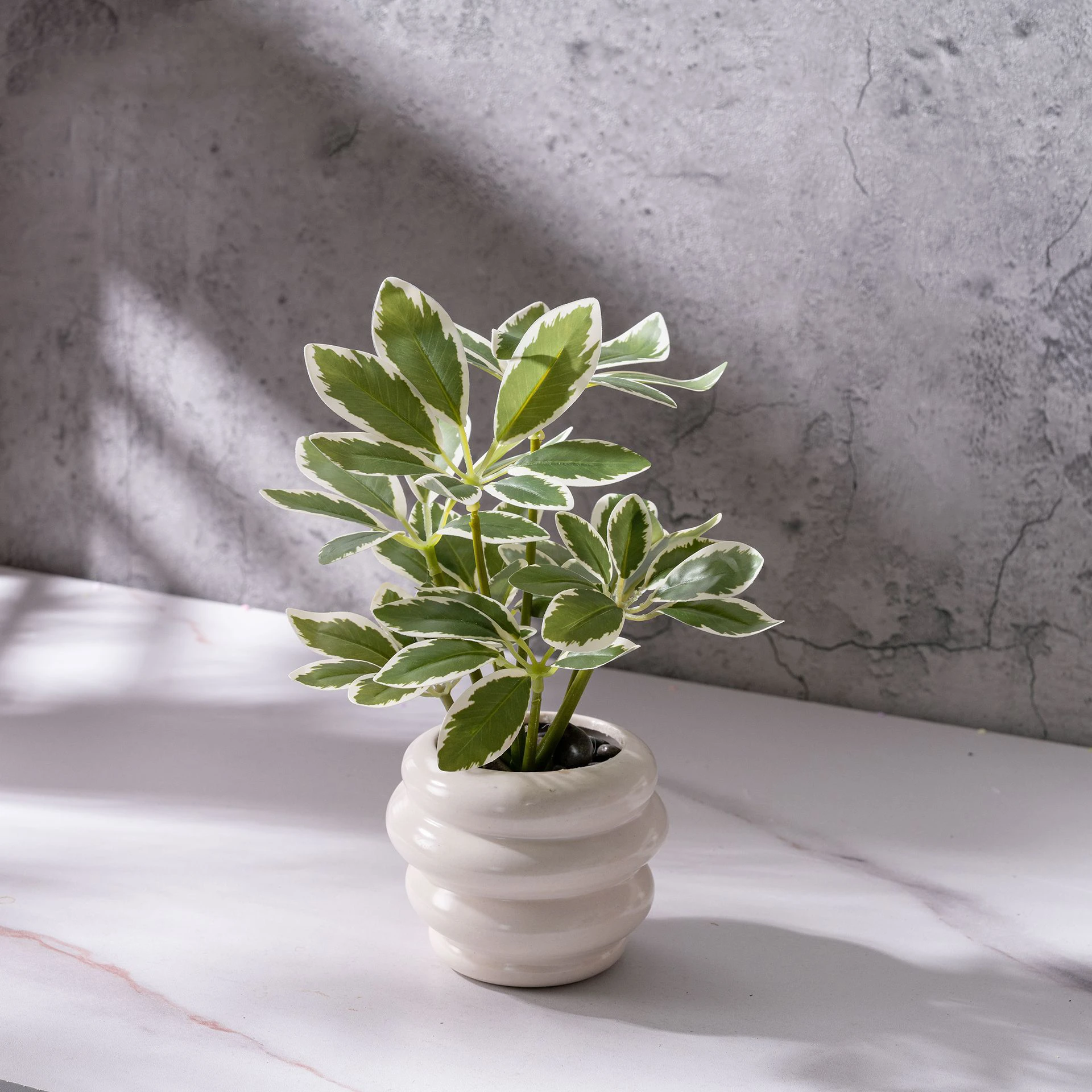 Cream edged schefflera small potted artificial plant finished in a glazed ceramic pot