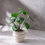 Small Potted Artificial Plant 1