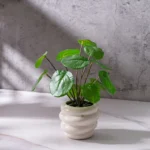 Small Potted Artificial Plant 5